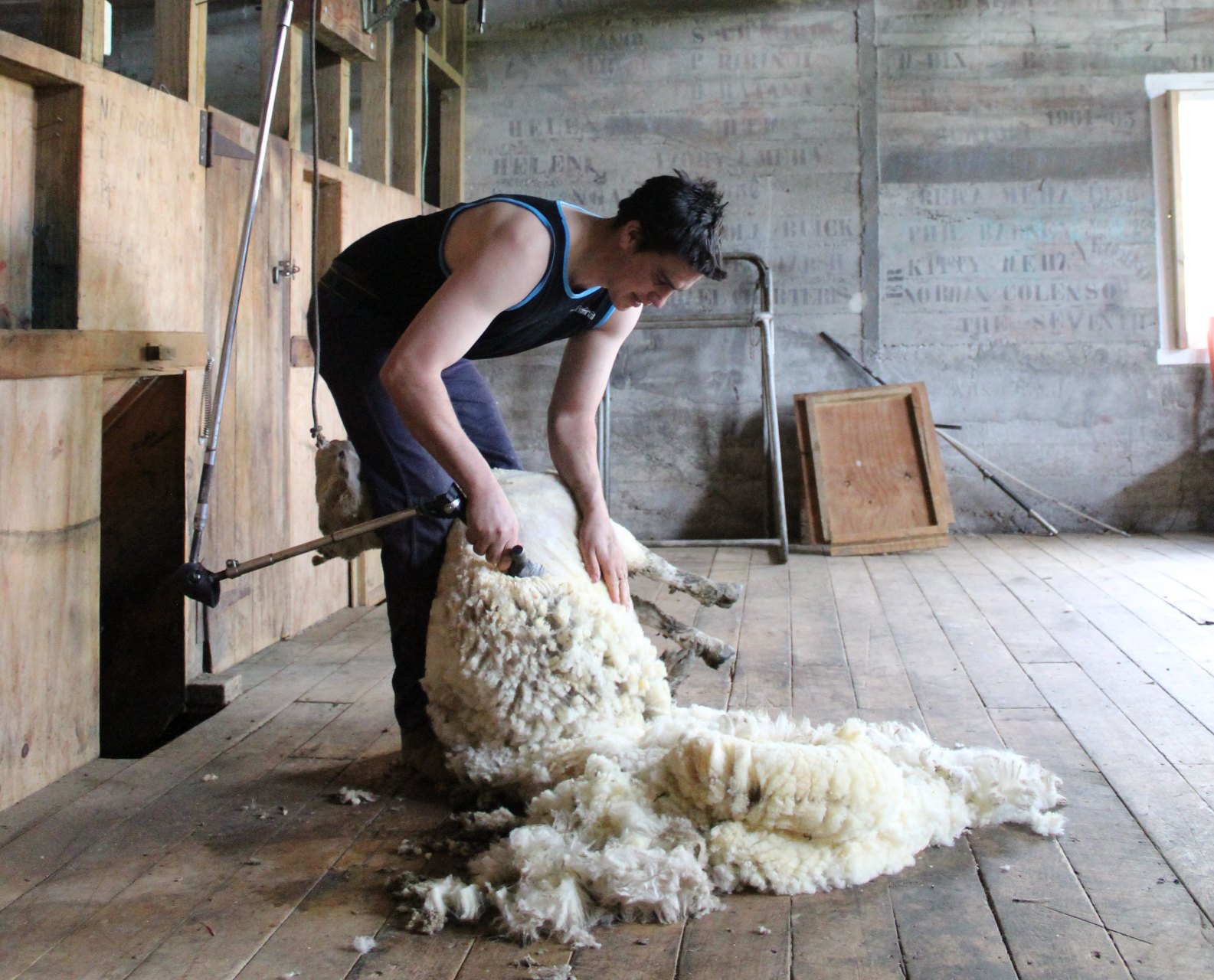 Roostery Pillow Sham 100% Cotton Sateen 26in x 26in Knife-Edge Sham Sheep Sheep Farm Wool Knitting New Zealand Farm Animals Print 