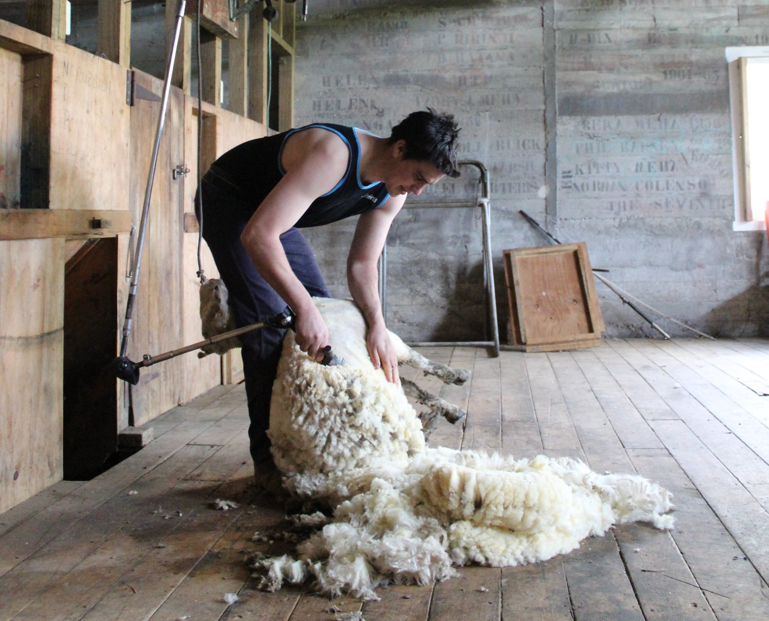 new zealand sheep wool