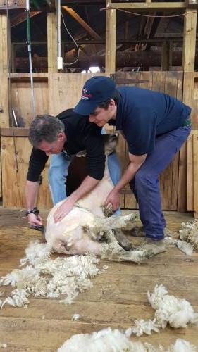 American Ambassador Scott Brown gets a quick lesson in the art of shearing 