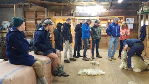 The group watches Kurt shear one of the Palliser Ridge sheep