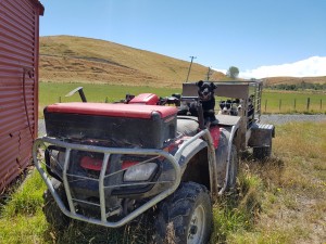 Work Dogs on Quad Bike