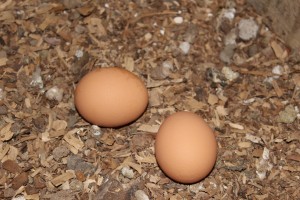 Fresh Free-range Eggs