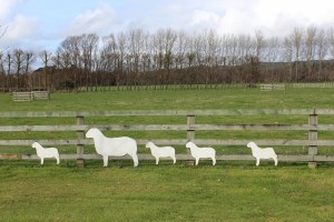 These Lambs At The Landing Are Safe